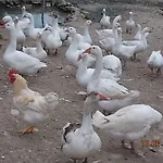 Le Vergare Offagna