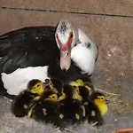 Séjour à la ferme Le Vergare Offagna