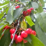 Le Vergare Offagna