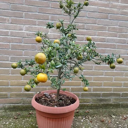 Vakantieboerderij Le Vergare *