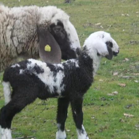 Alloggio per agriturismo Le Vergare Offagna