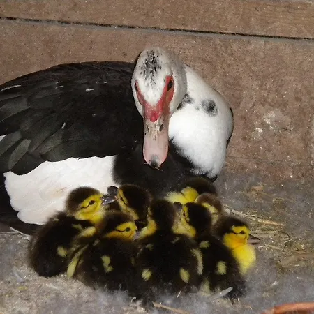 Alloggio per agriturismo Le Vergare Offagna