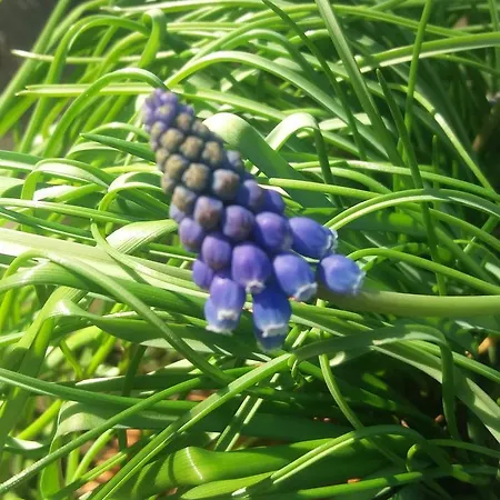 Le Vergare Alloggio per agriturismo Offagna